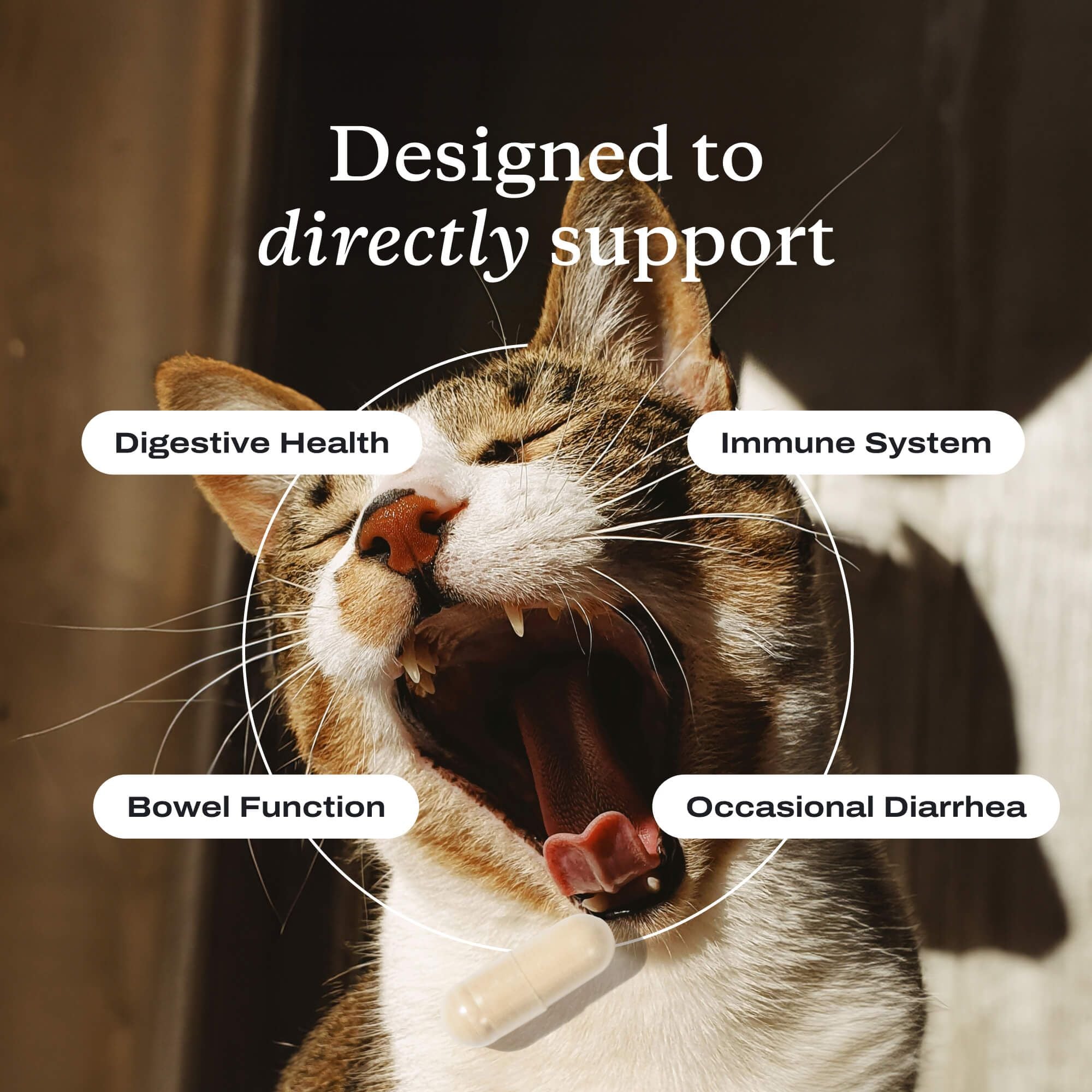 Probiotics for Cats