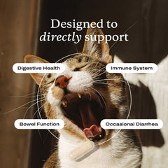 Probiotics for Cats