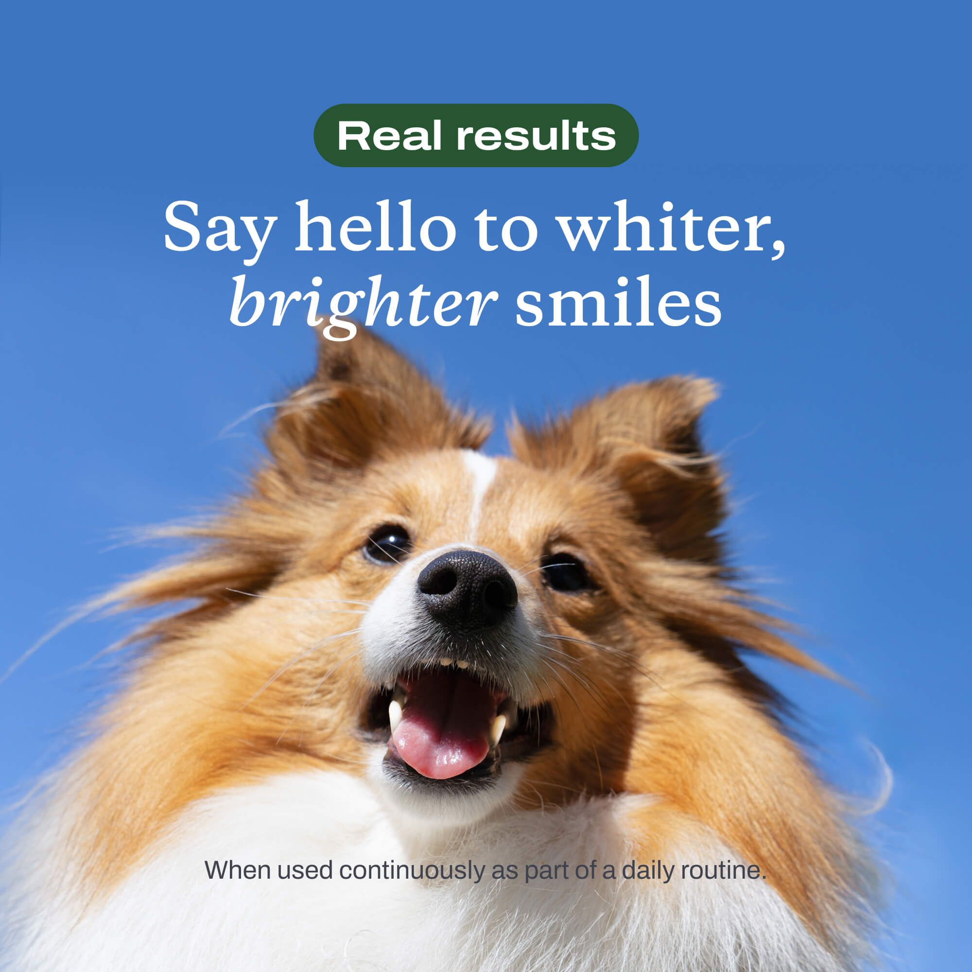 Dental Formula