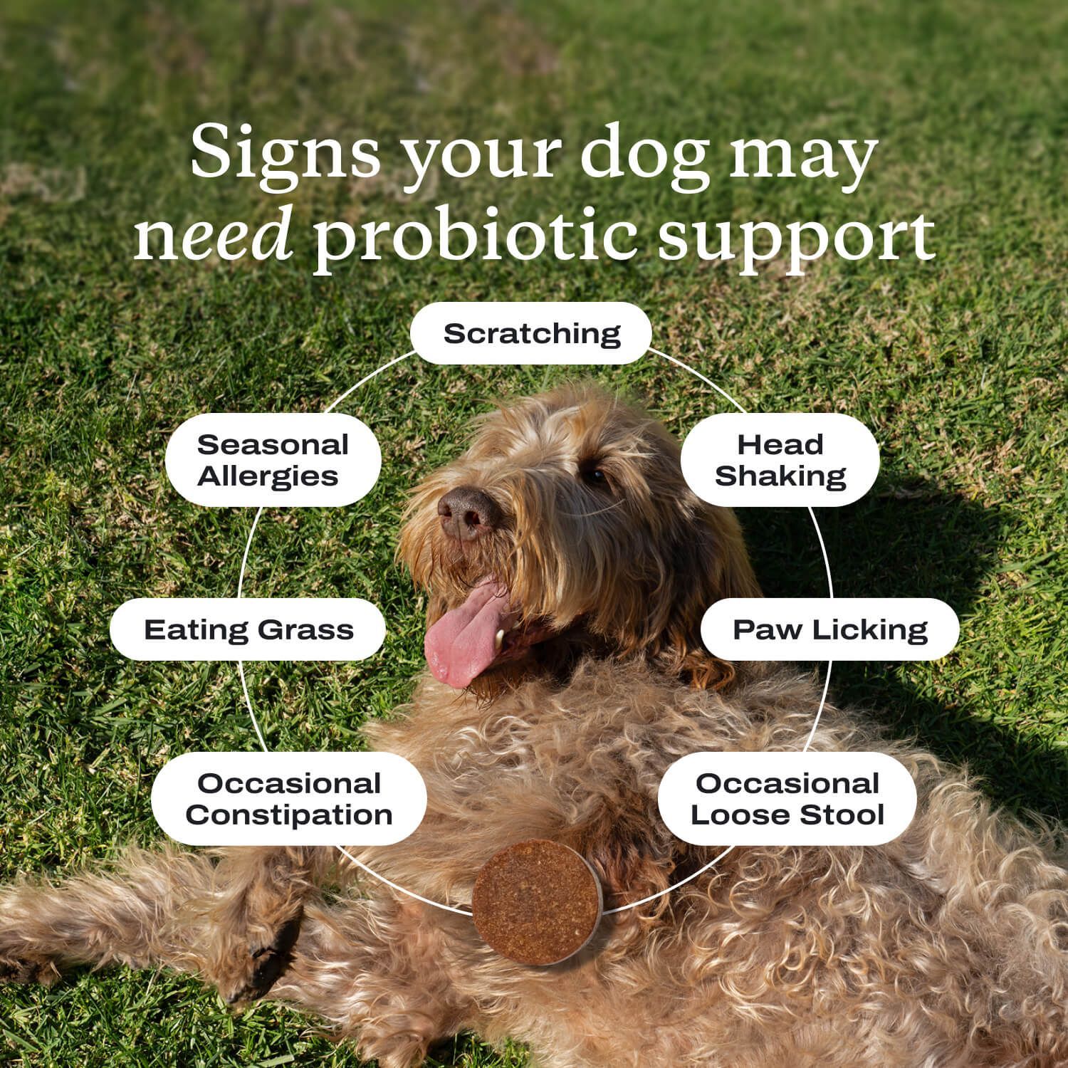 Probiotic Chew