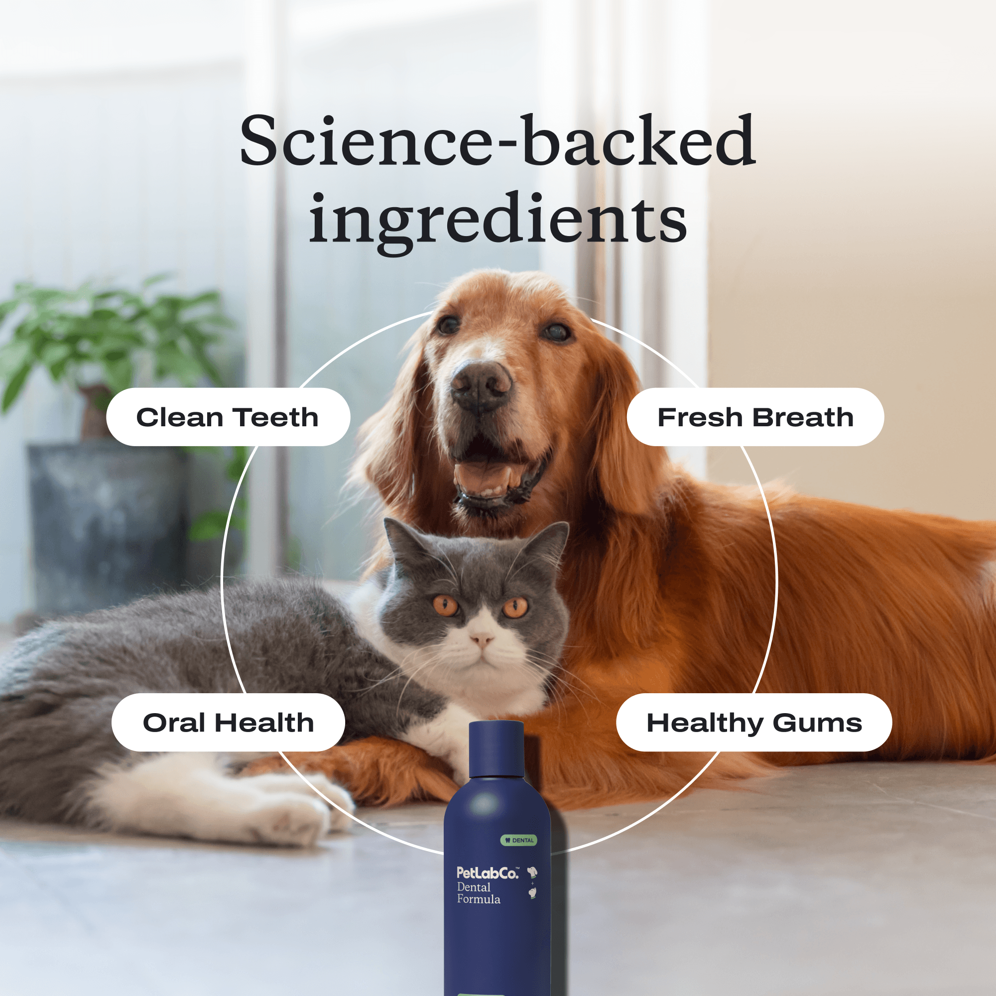 Dental Formula